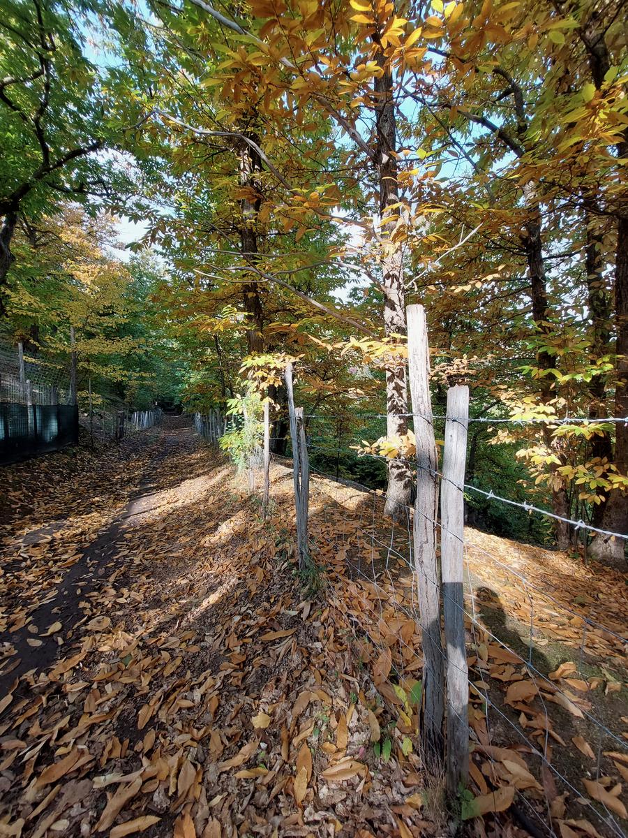 Sentiero tappezzato di foglie di castagno