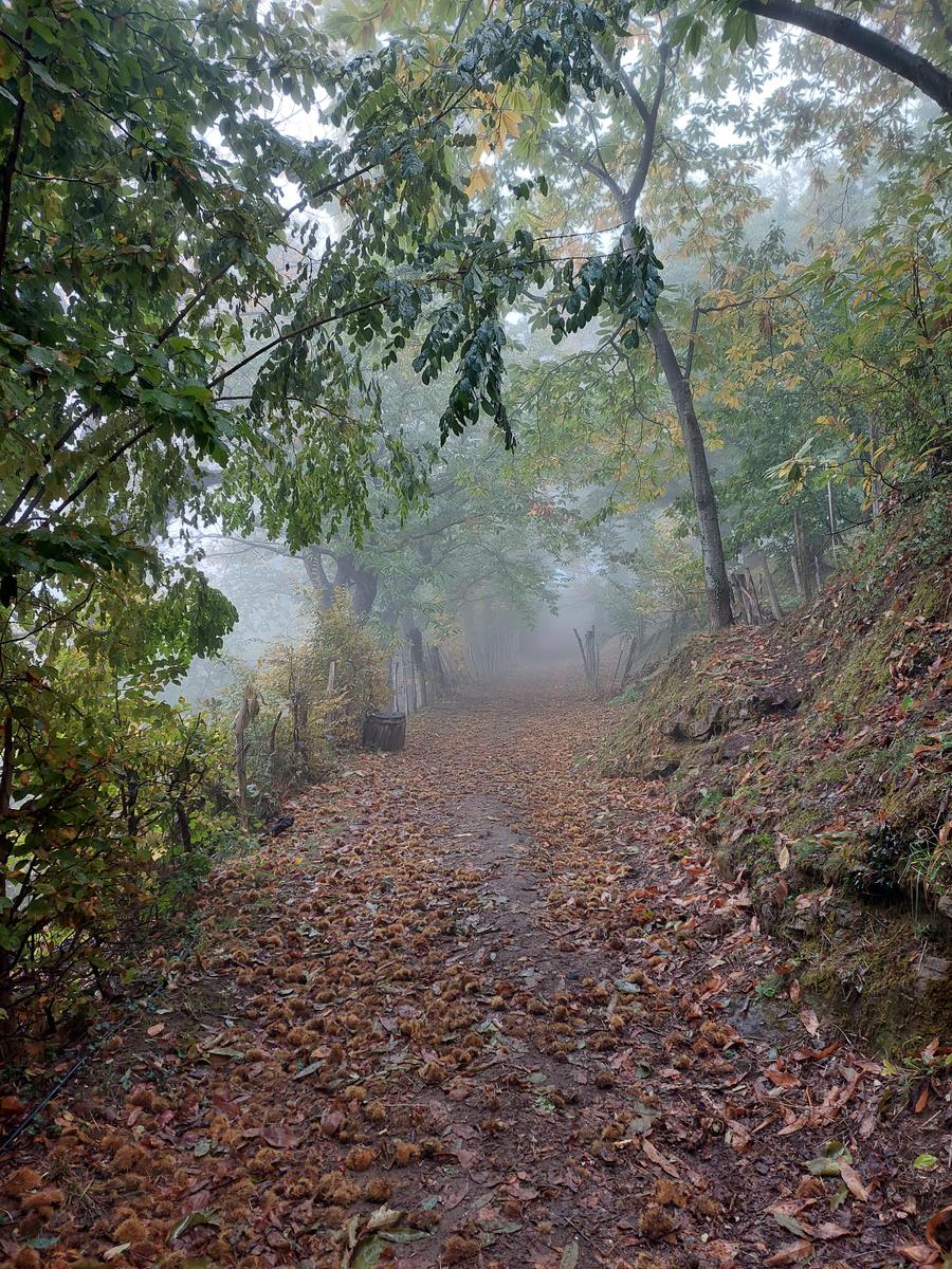 Un sentiero coperto di foglie nella nebbia