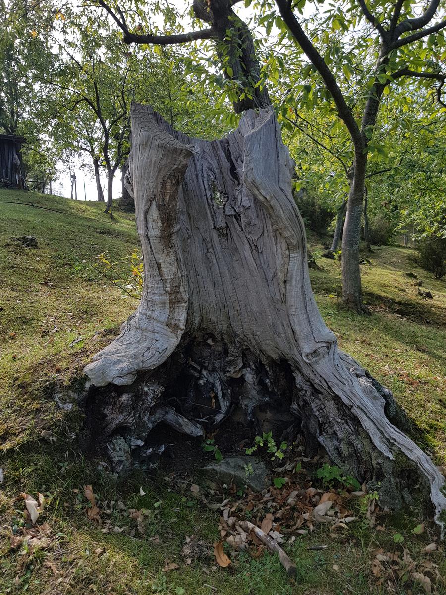 Il tronco cavo di un castagno antichissimo